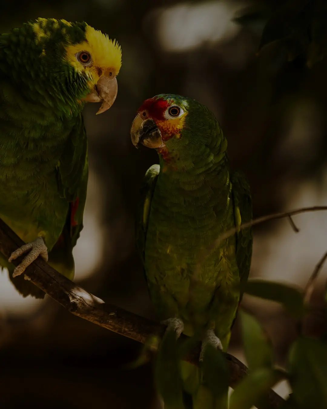 Actions quotidiennes de l'association - Sensibilisation du public