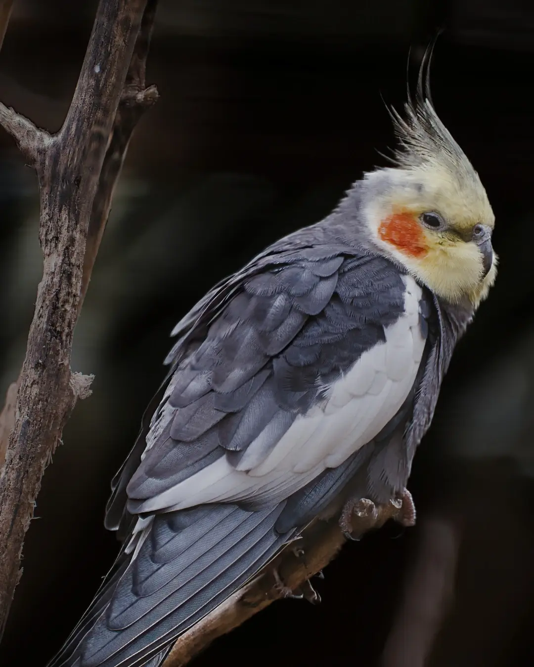 Actions quotidiennes de l'association - Réhabilitation et bien-être