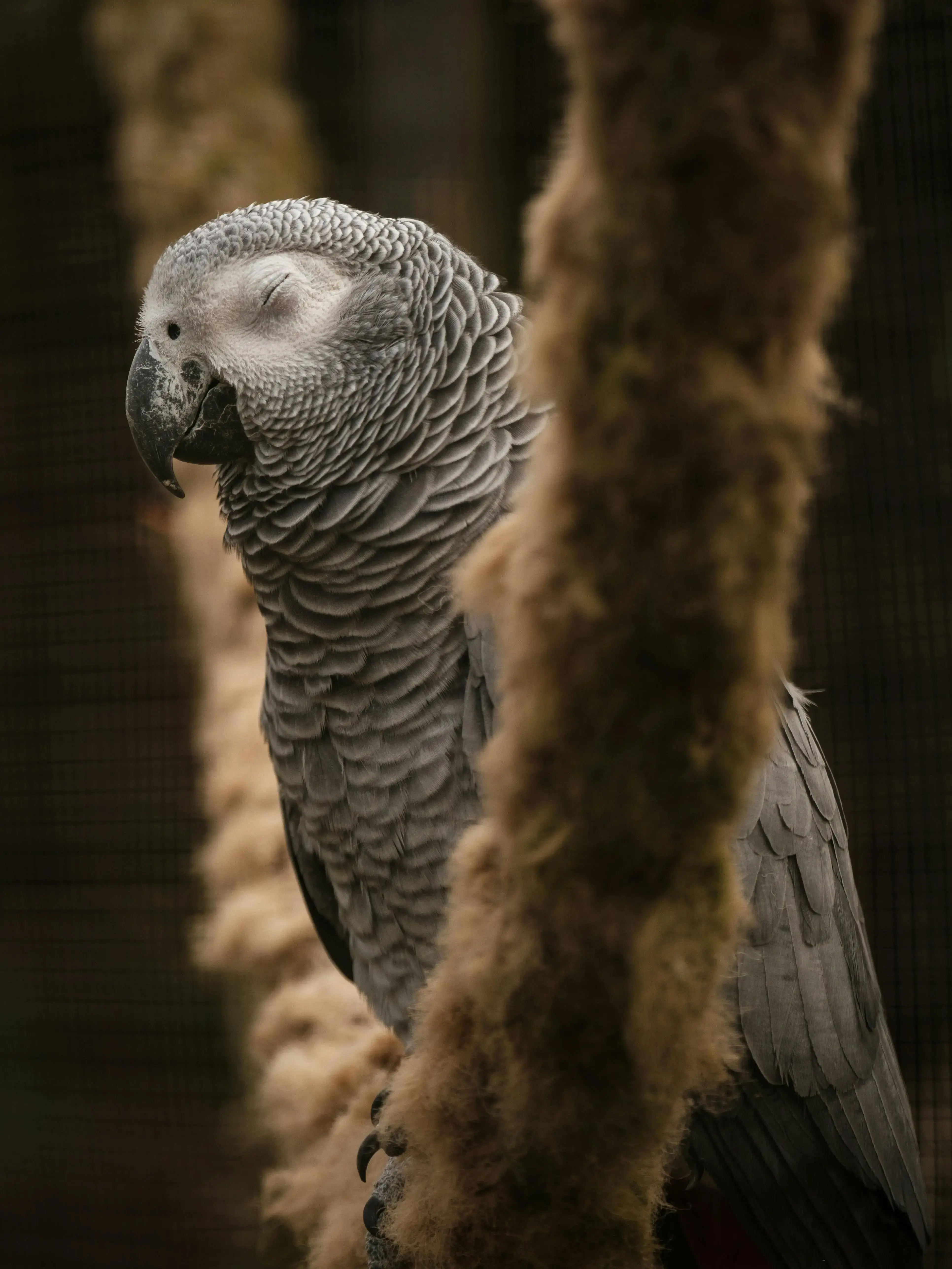 Actions quotidiennes de l'association - Sauvetage d'urgence