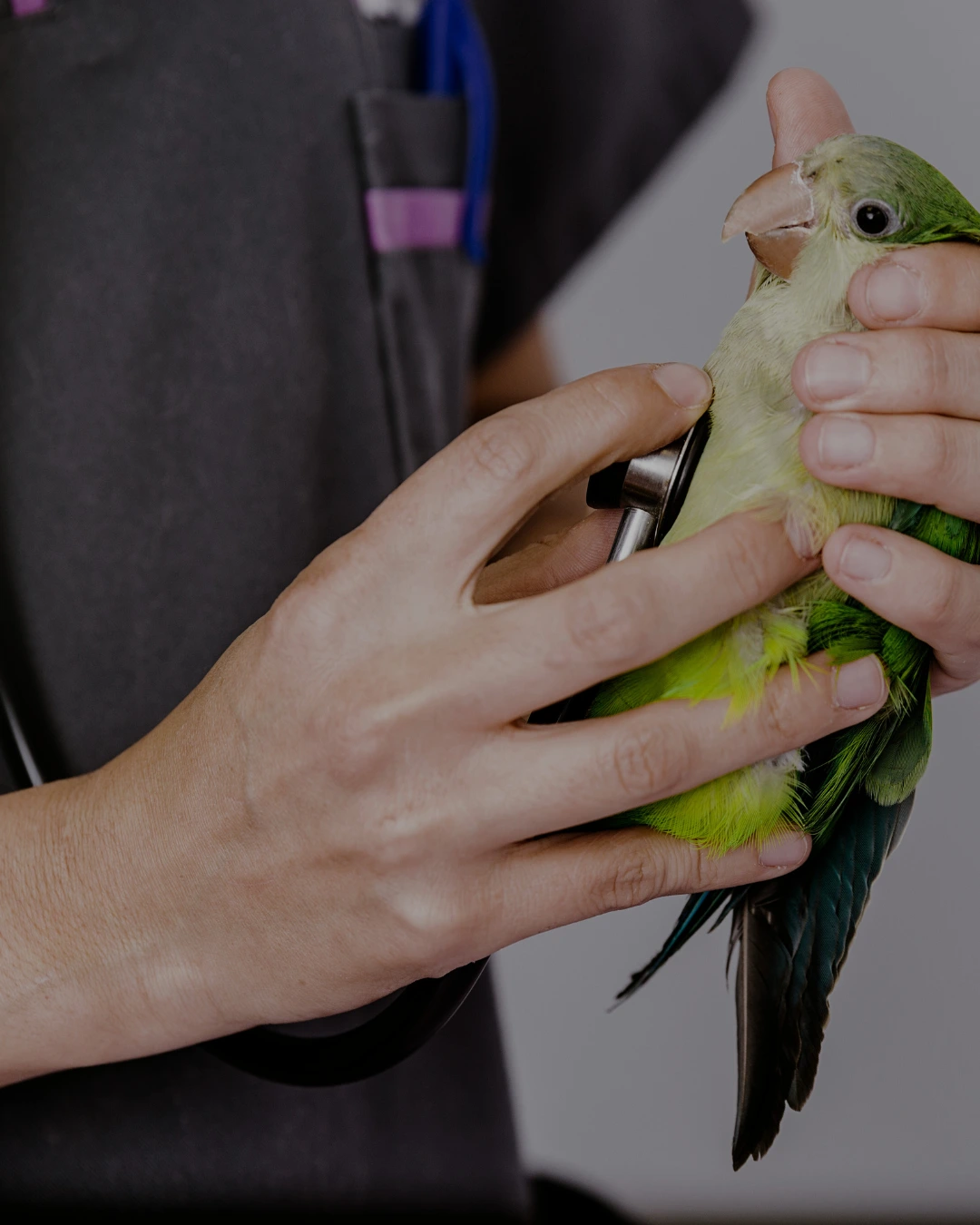 Actions quotidiennes de l'association - Soins vétérinaires spécialisés